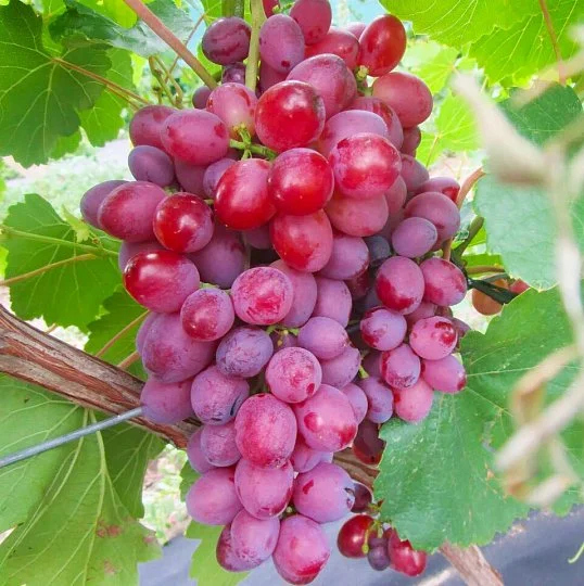 Саженцы винограда Супер-887